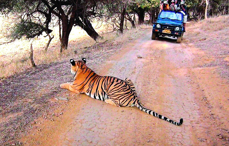 Ranthambore Jaipur Same Day Tour