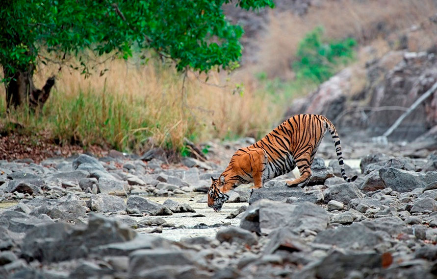 Rathambore Jungle Safari