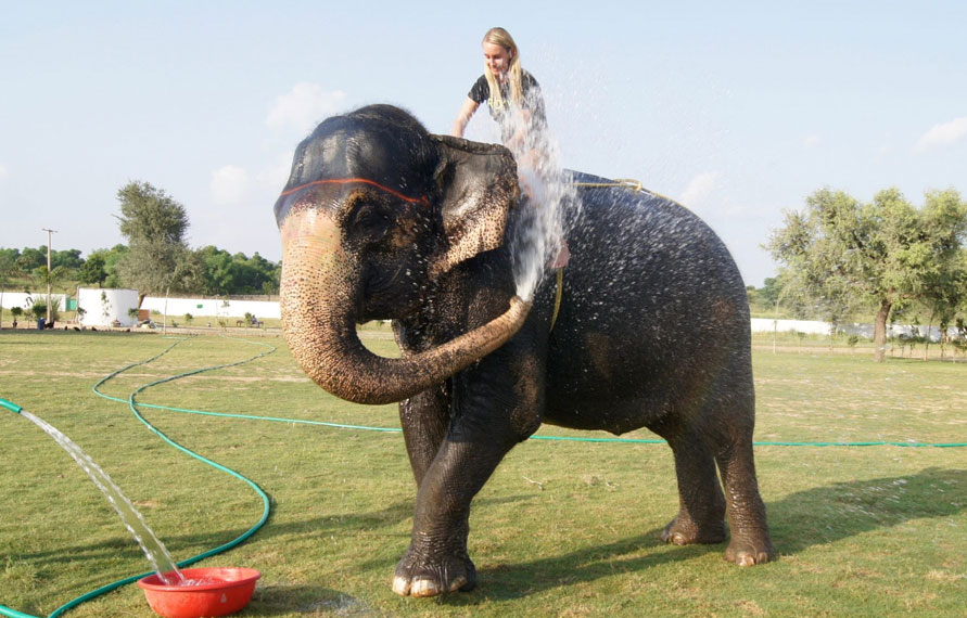 A day with an elephant